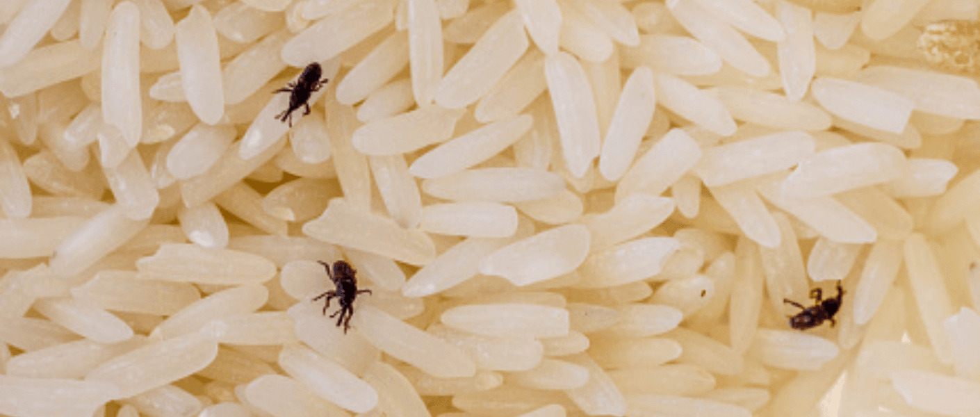 Cara Hilangkan Kutu Beras