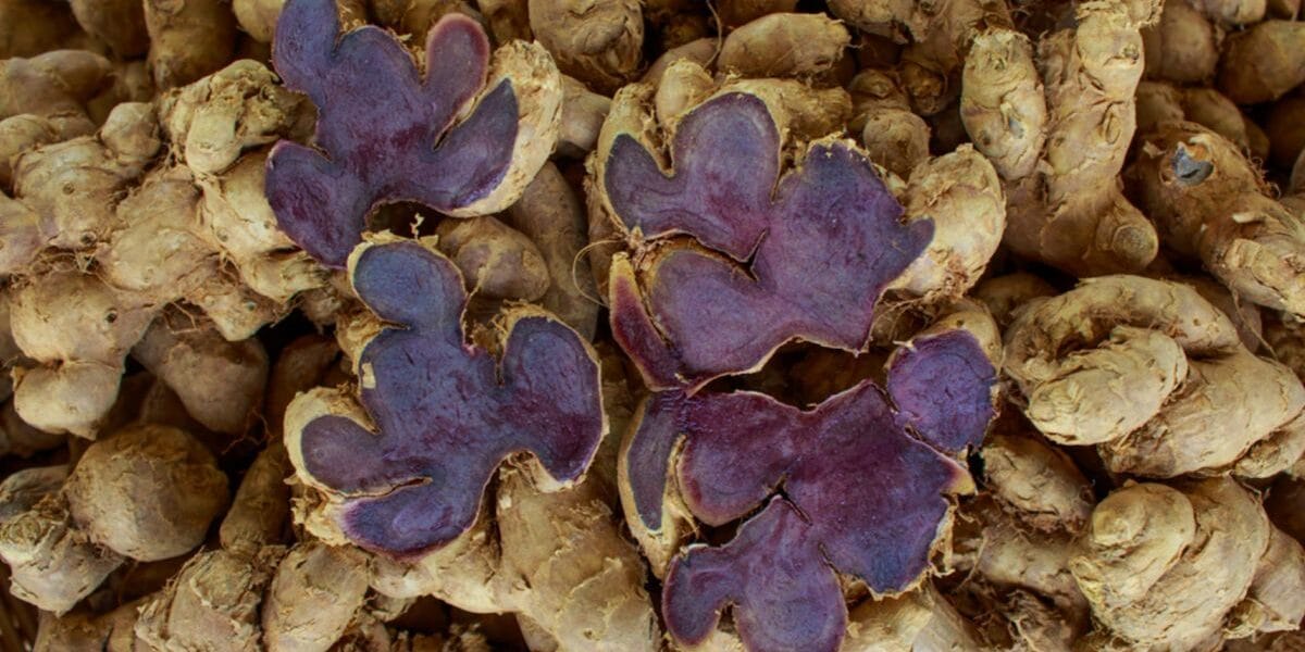 Halia Hitam Klang Shah Alam